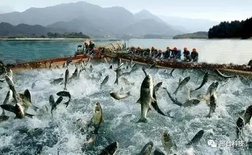 沙河实现水产养殖技术研发零突破