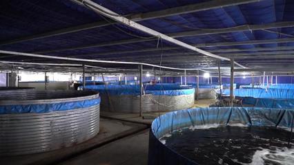 武汉海鲜陆养项目开工 年产石斑鱼超50万斤，推动水产养殖技术研发