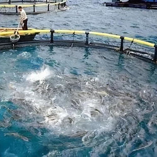 晶合物联 智慧水产养殖技术驱动产业升级，融合农家乐休闲观光服务