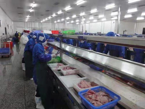 化州全力推动罗非鱼产业由大市转向强市，助力农家乐休闲观光服务升级