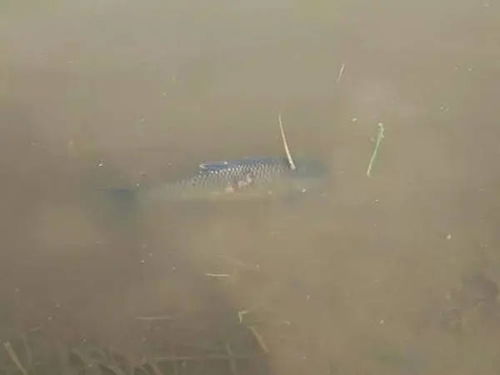 秋冬季节水产养殖池塘管理与农家乐休闲观光服务综合策略