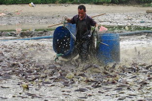 EM生物菌在水产养殖中的关键作用与应用