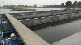 池塘养出会跑步的鱼 新技术助农增收与环境共赢