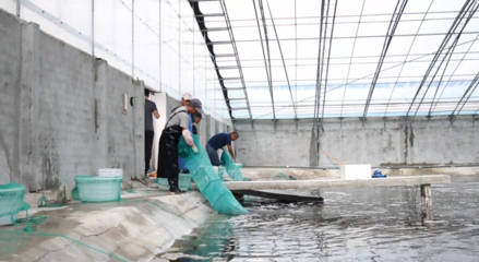 对虾亩均产量提升60倍，三门养殖基地靠什么？