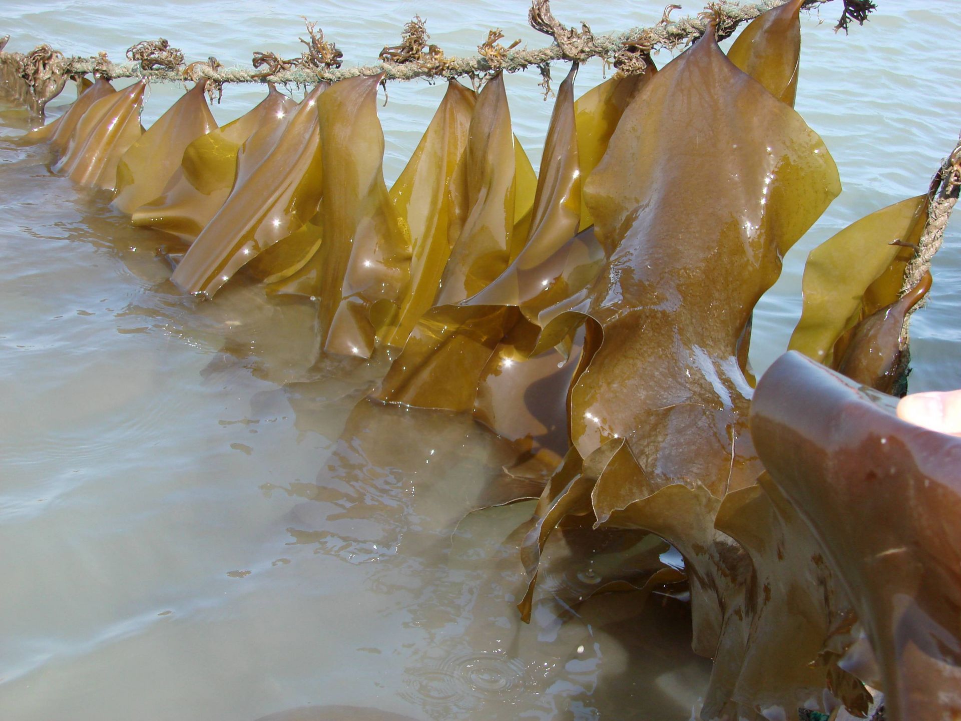 探秘海藻世界 全国海带养殖起源青岛，新品种诞生与农家乐观光服务