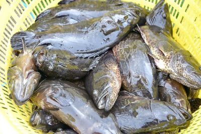 银海区石斑鱼丰收季 金虎、龙胆珍珠组团来“报到”，推动水产养殖技术新发展