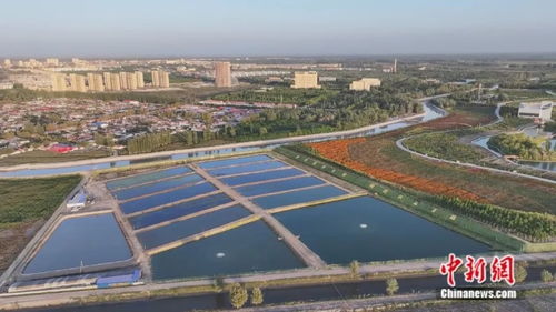 沙漠奇迹 新疆小城荒原变虾塘，澳龙养殖与休闲观光并进