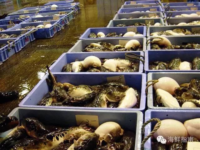 红鳍东方鲀 美无度、祸无涯——水产养殖的双刃剑