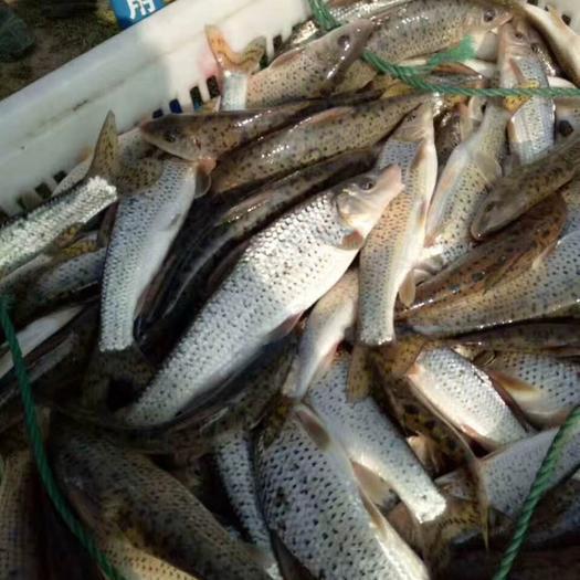 想养花骨鱼？这些养殖技巧你必须掌握