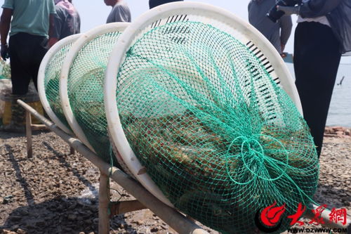 盐田养虾富农家 绿色发展绘新篇——滨化长盈水产以科技研发引领盐田虾产业可持续发展