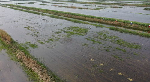 科技赋能，泗洪水产养殖迎发展新机遇