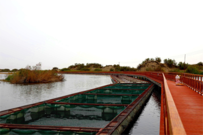 生物多样性优秀案例(71) 新疆生产建设兵团天鹅湖盐碱水产养殖